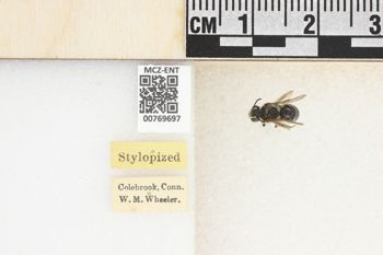 Media type: image;   Entomology 769697 Aspect: Labels